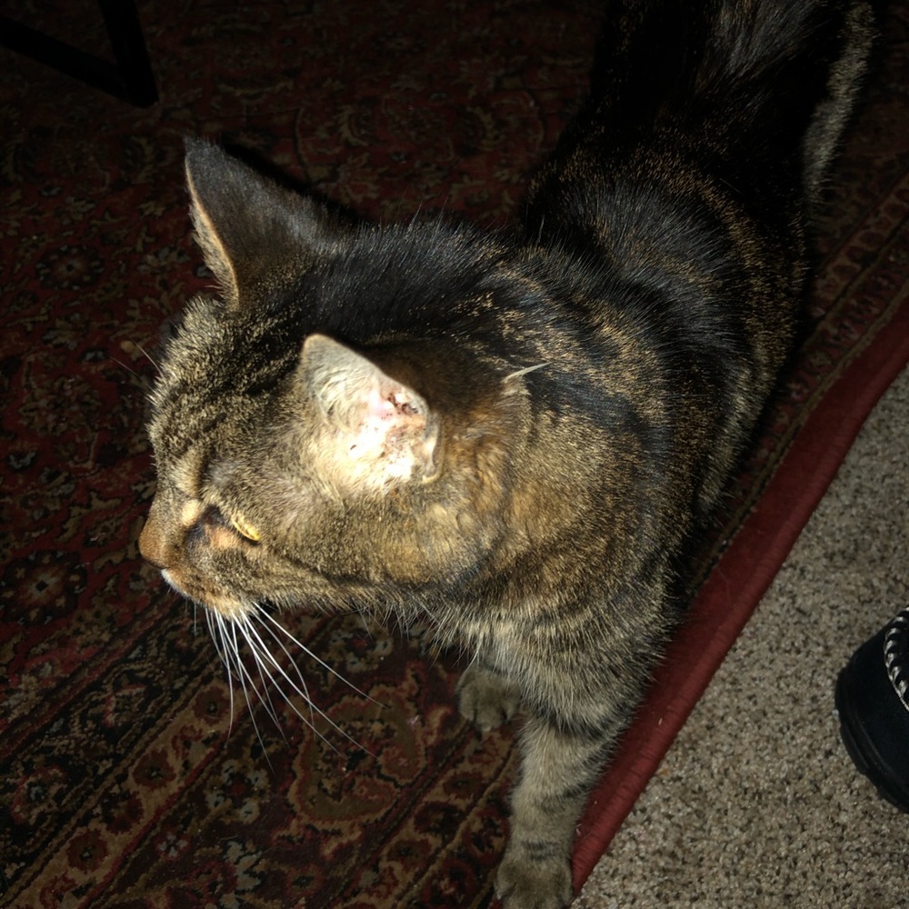Meet your Posher, Leona
